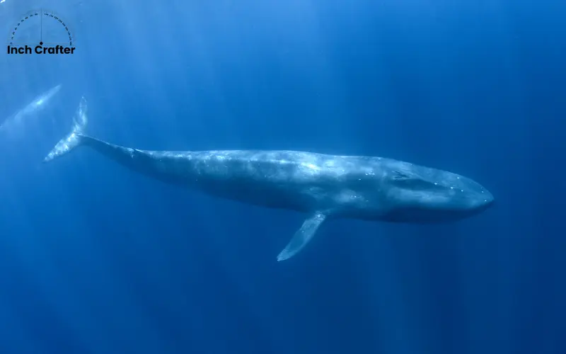 how long is 100 feet