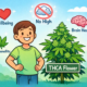 The Future of THCA Flower in Well-being