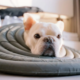 Pet Friendly Rehab Costa Mesa Compassionate Addiction Treatment With Your Pet