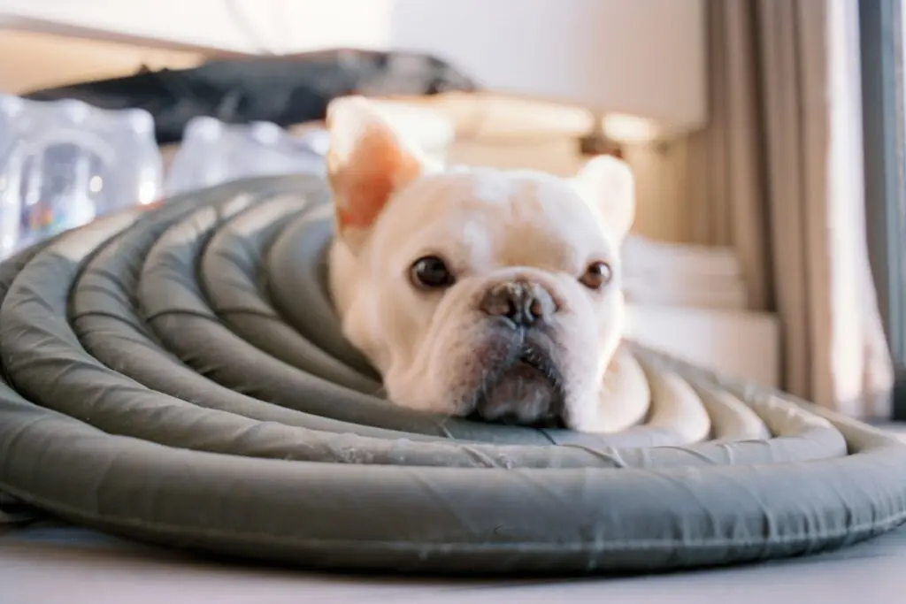 Pet Friendly Rehab Costa Mesa Compassionate Addiction Treatment With Your Pet