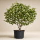 Fast-Growing Trees for Shade, Privacy, and Small Yards A Smart Planting Plan